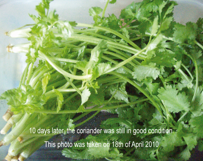 Coriander after washed